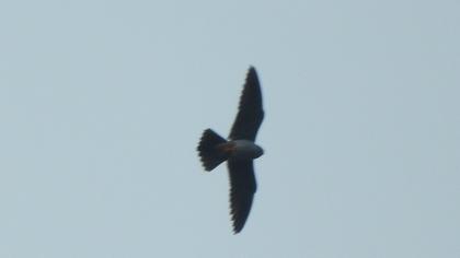 Red-footed Falcon