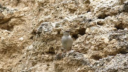 Rock Sparrow