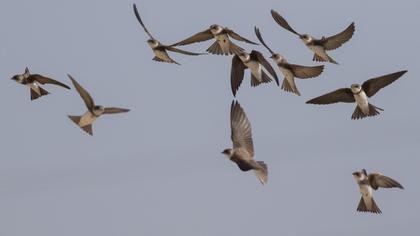 Sand Martin