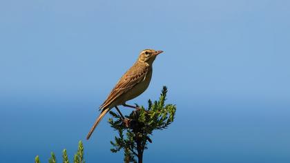 Tawny Pipit