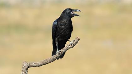 Northern Raven