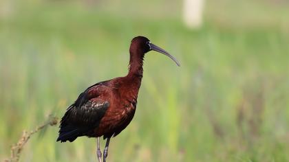 Glossy Ibis