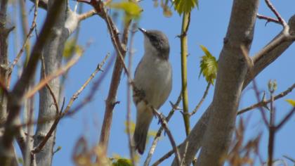Lesser Whitethroat