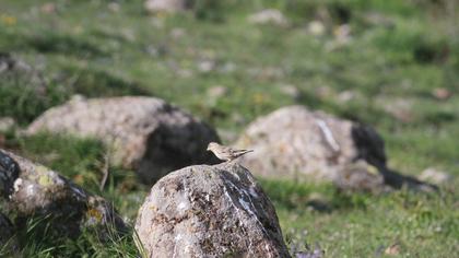 Rock Sparrow
