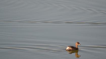 Little Grebe