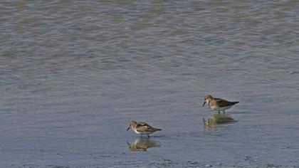 Little Stint