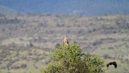 Eastern Imperial Eagle