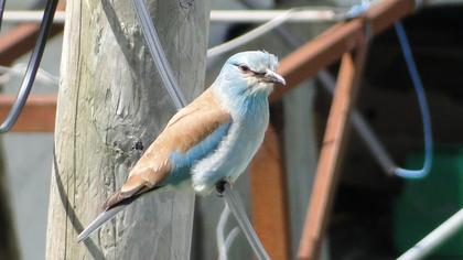 European Roller