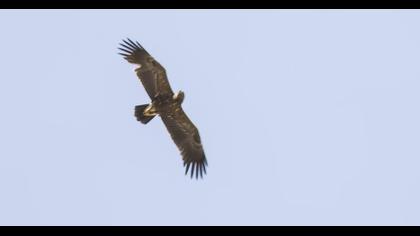 Lesser Spotted Eagle
