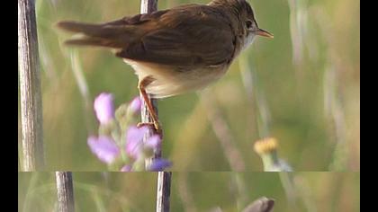Marsh Warbler