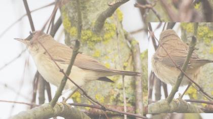 Marsh Warbler