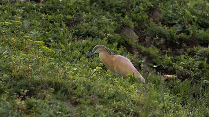 Squacco Heron