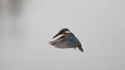 Common Kingfisher