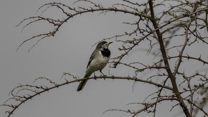 White Wagtail
