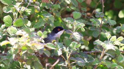 Sardinian Warbler