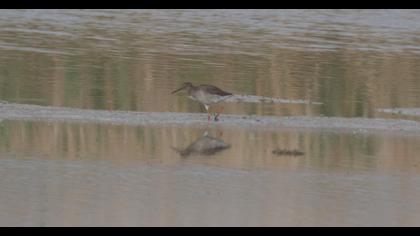 Common Redshank