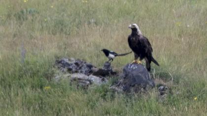 Eastern Imperial Eagle