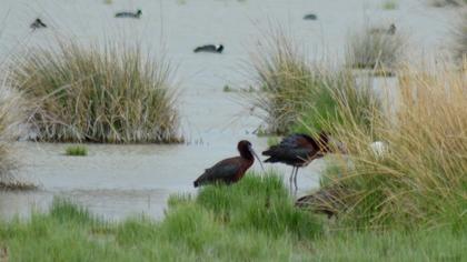 Glossy Ibis