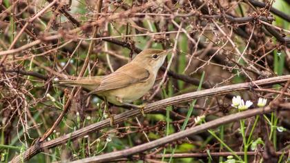 Marsh Warbler
