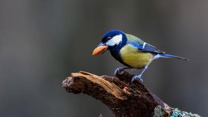 Great Tit