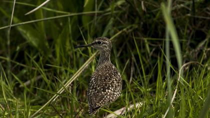 Wood Sandpiper