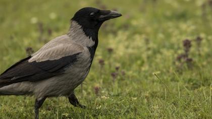 Hooded Crow