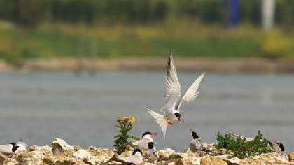 Common Tern