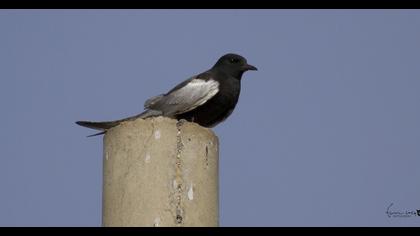White-winged Tern