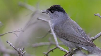 Eurasian Blackcap