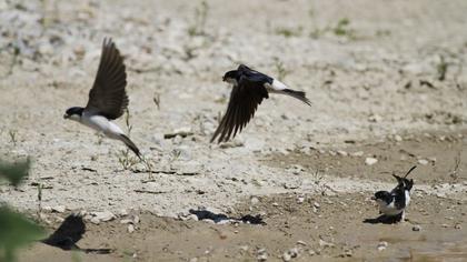 Common House Martin