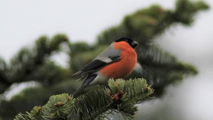 Eurasian Bullfinch