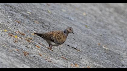 European Turtle Dove