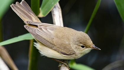 Eurasian Reed Warbler