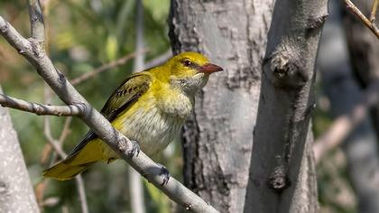 Eurasian Golden Oriole