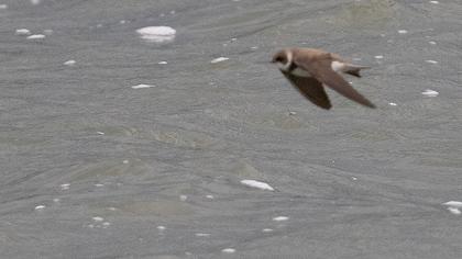 Sand Martin