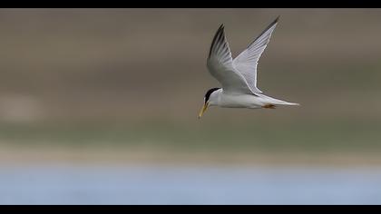 Little Tern