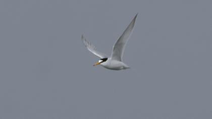 Little Tern