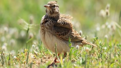 Crested Lark