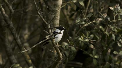 Collared Flycatcher