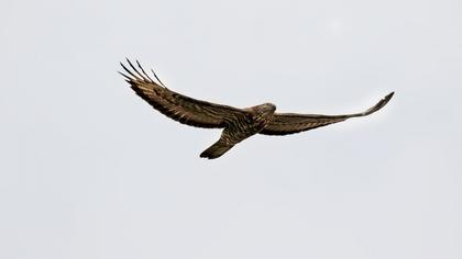 European Honey Buzzard