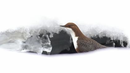 White-throated Dipper