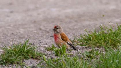 Common Linnet