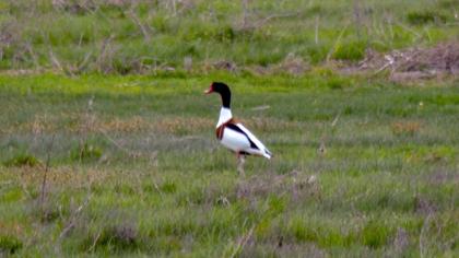 Common Shelduck