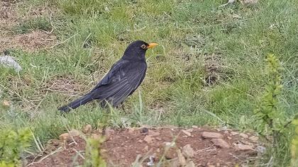 Common Blackbird