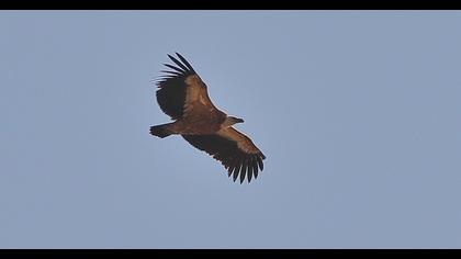 Griffon Vulture