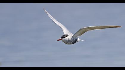 Whiskered Tern