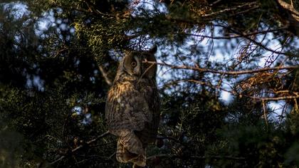 Long-eared Owl