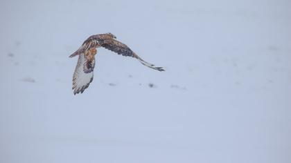 Long-legged Buzzard