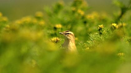 Sedge Warbler