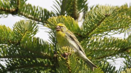 European Serin